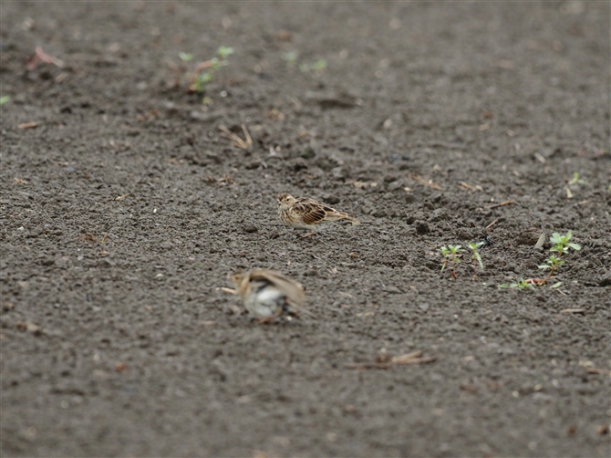 qo,Eurasian Skylark